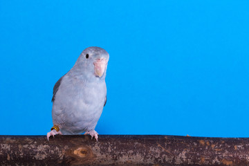 Mauve Forpus, Parakeet, Bird