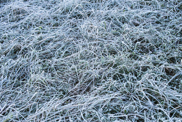 Morning ice frost on grass
