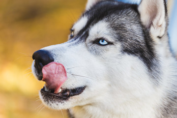  Husky Dog playing in the street.