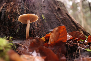 Small mushroom growing near the tree stump