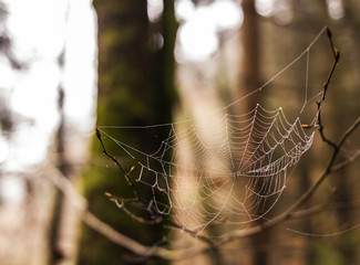 small spider on his web