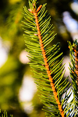 Close-up of the fir tree branch with a needles