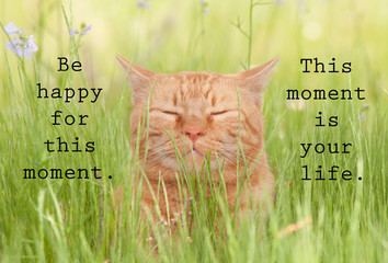 Be happy for this moment. This moment is your life - an inspirational quote with an image of a happy orange cat in green grass