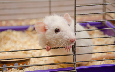 Cute curious white rat looking out of a cage (selective focus on the rat eyes)