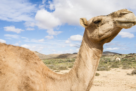 Arabian camel in the wildlife, close up.