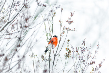 Bullfinch sits on a tree branch	