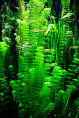 Fototapety  algae
