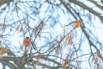 Bullfinch sits on a tree branch	