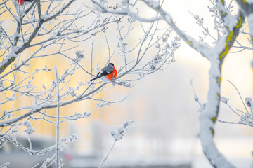 Bullfinch sits on a tree branch	
