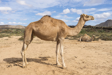 Two Arabian camels in the wildlife, one standing second lying in