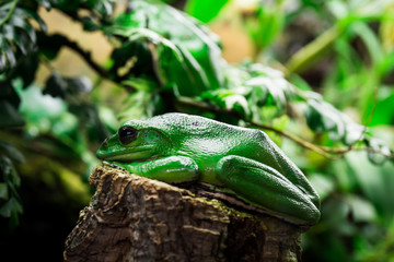 frog