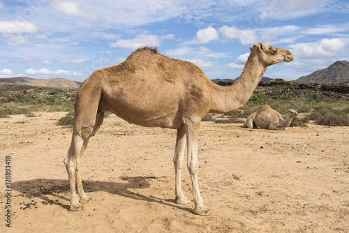 a description of camels in dessert mammals a description of camels in dessert mammals