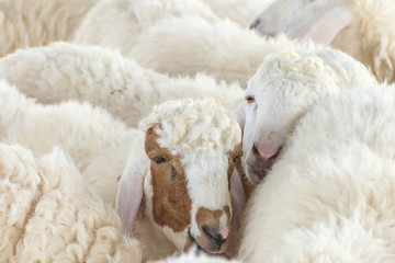 Naklejka premium Sheep family in a farm