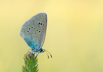 Grey blue butterfly on a stalk of grass.