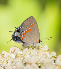 Red-banded Hairstreak feeding on a white wildflower