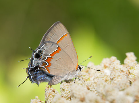 Tiny Red-banded Hairstreak butterfly, Calycopis cecrops, resting on a white wildflower
