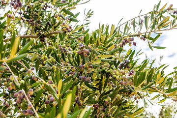 Oliven am Zweig (Olea europaea)