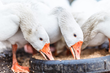 Белые домашние гуси клюют зерно
