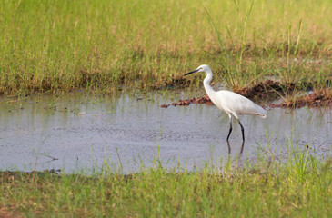 white asian egret find some fish in pond, free copy space for te