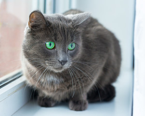 The green-eyed grey cat lying and looking	