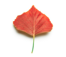 isolated autumn red leaf