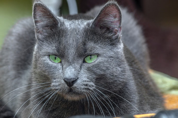 The green-eyed grey cat lying and looking	