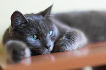 The green-eyed grey cat lying and looking	