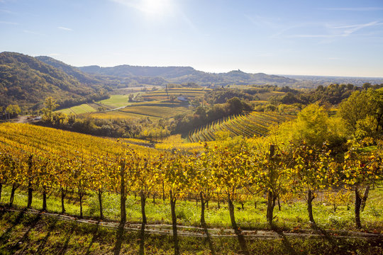 Vineyard in autumn in Collio region, Italy