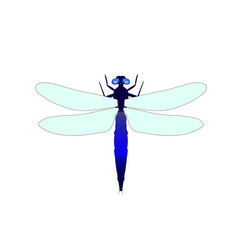 Dragonfly vector illustration isolated on a white background