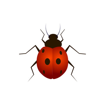 Ladybug vector illustration isolated on a white background