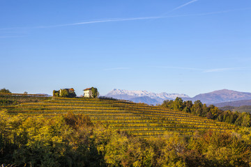 Vineyard in autumn in Collio region, Italy