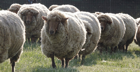 Sheep