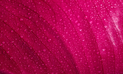 leaf background with water drops - obrazy, fototapety, plakaty