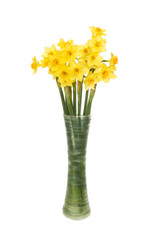 Miniature Daffodil flowers in a vase