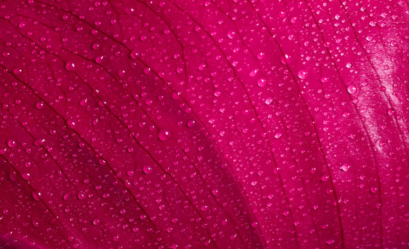 Fototapeta leaf background with water drops