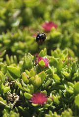 Fotografie di fauna nell'isola della Sardegna, scatti di insetti e farfalle sotto un caldo sole
