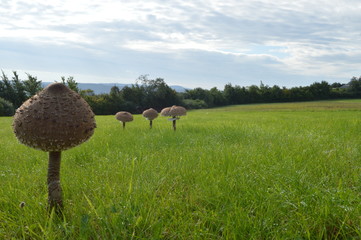to go on a mushroom foray