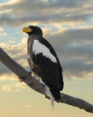Steller's sea eagle (Haliaeetus pelagicus) on sunset background