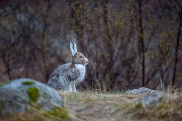 Arctic Hare from Norway
