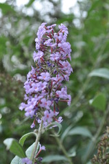 Obraz premium Fleur mauve
