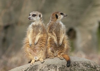 Fototapeta premium Two alert South African Meerkats (Suricata suricatta) 