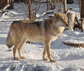 One Ear wolf in winter