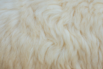 Sheep fur background or texture