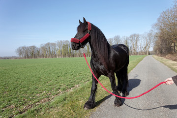 Cheval frison (cheval de trait)