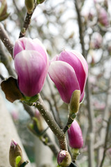 pink white magnolia tree blossom