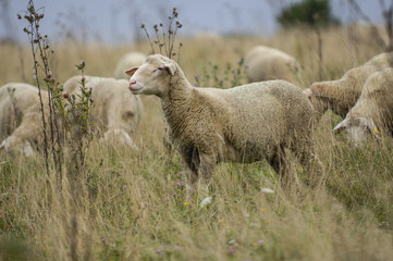 Obraz premium Sheep in nature on meadow. Farming outdoor.