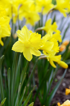 yellow daffodil flowerbed