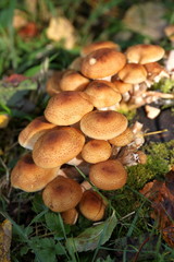 mushrooms, in the forest