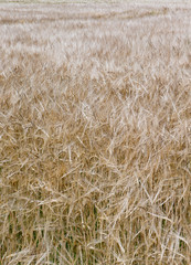 Fototapeta na wymiar Barley