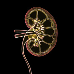 Kidney X-ray Cross Section View on Black